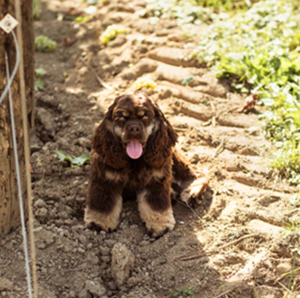 Daisy the security dog in the vineyard at Cannon Estate Winery in Abbotsford BC